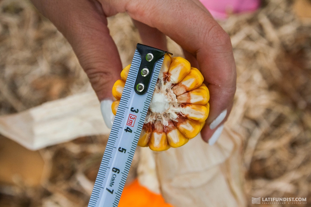 Замер диаметра початка кукурузы