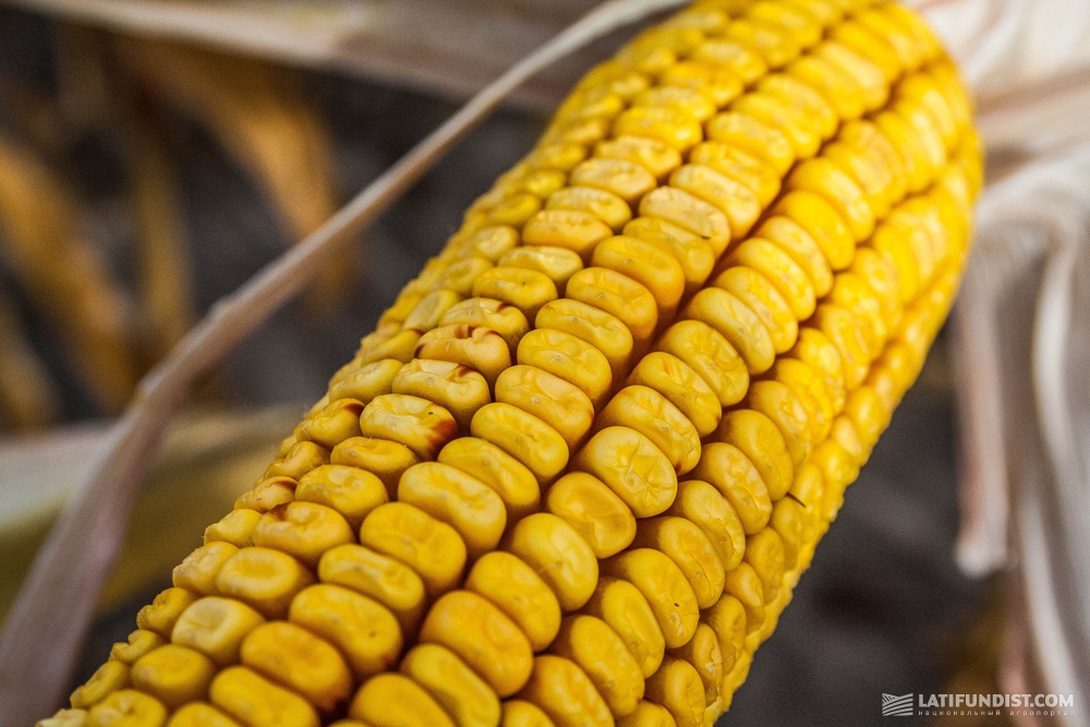 семена кукурузы производство