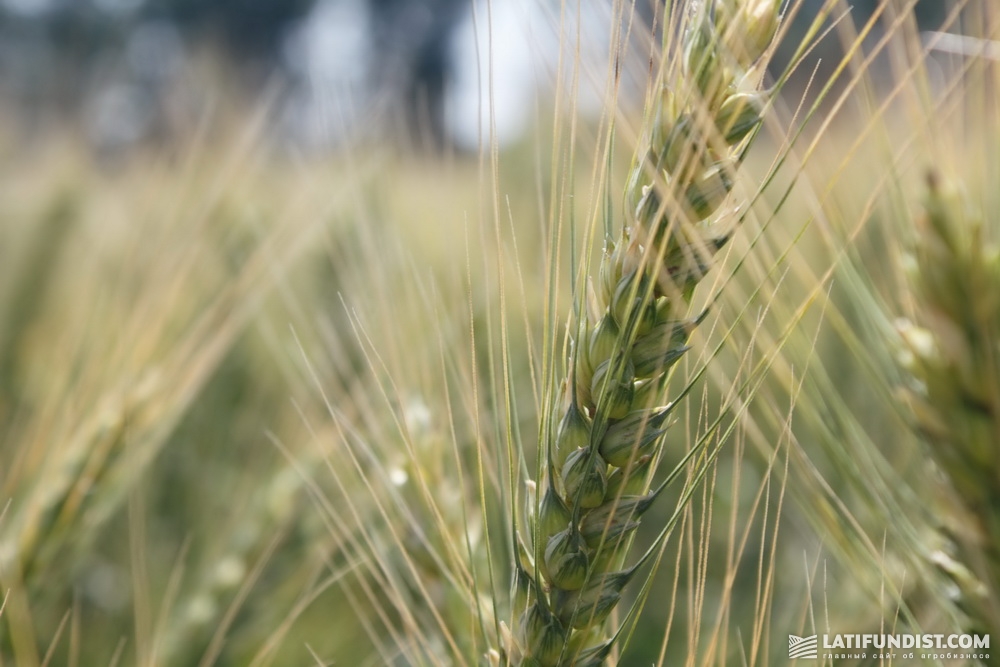 Пшеница сорта Журавка Одесская