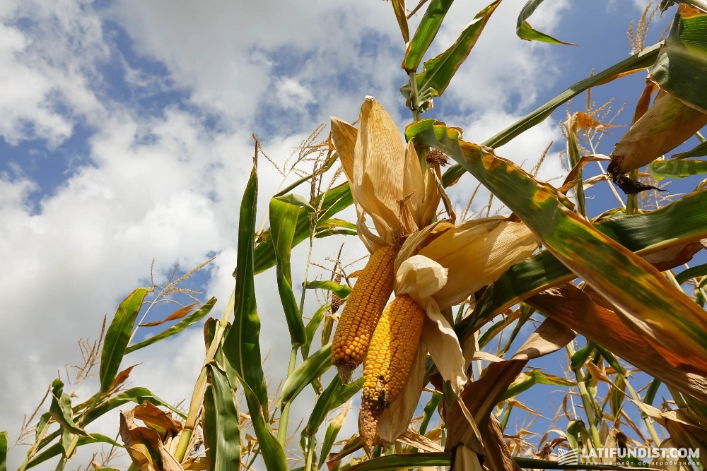 Кукуруза «Лан-Агро»