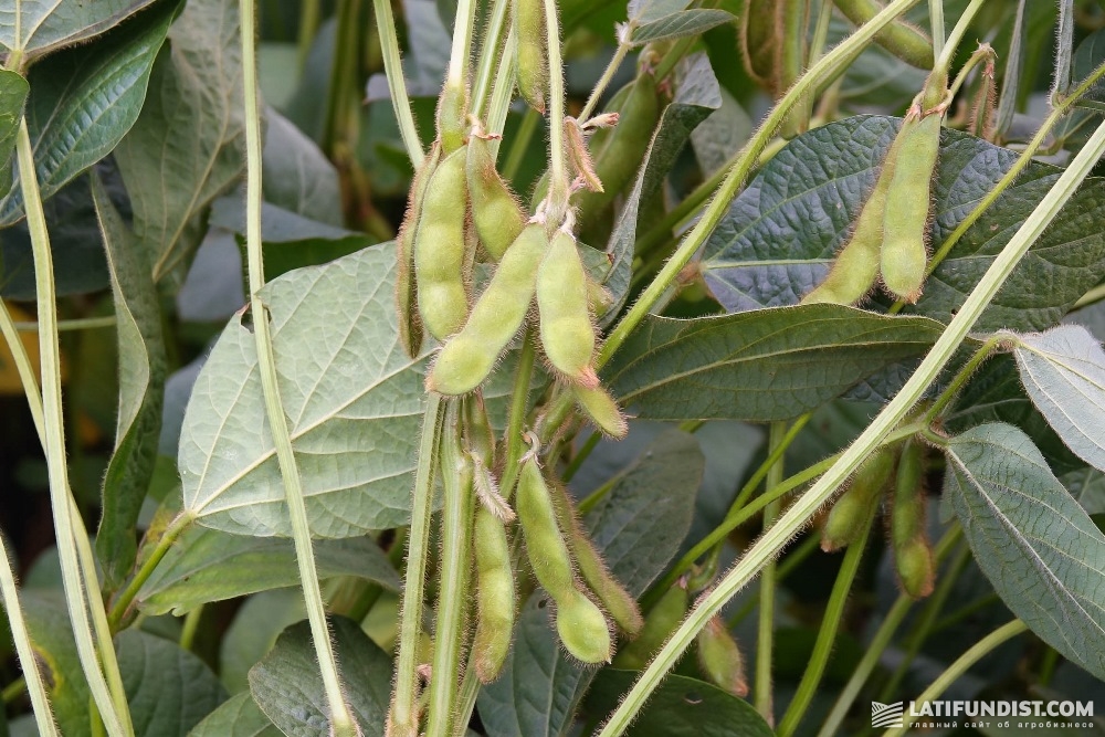 Soybeans on the Lan-Agro field