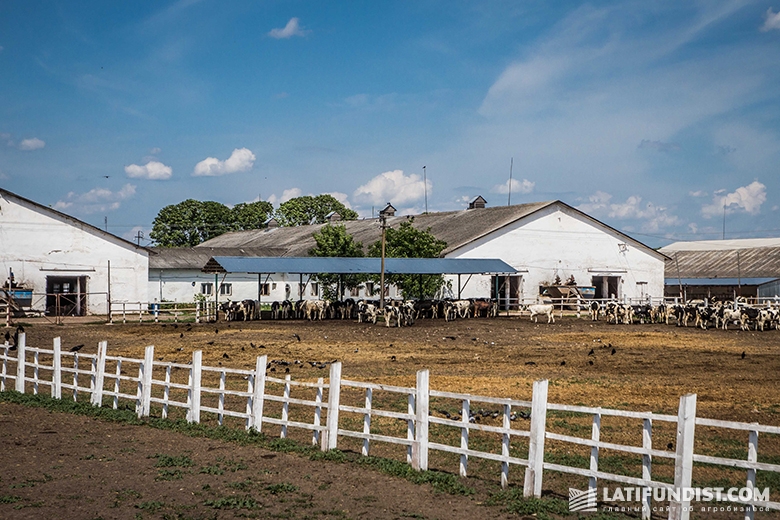 Молочная ферма агрохолдинга «Западный буг»