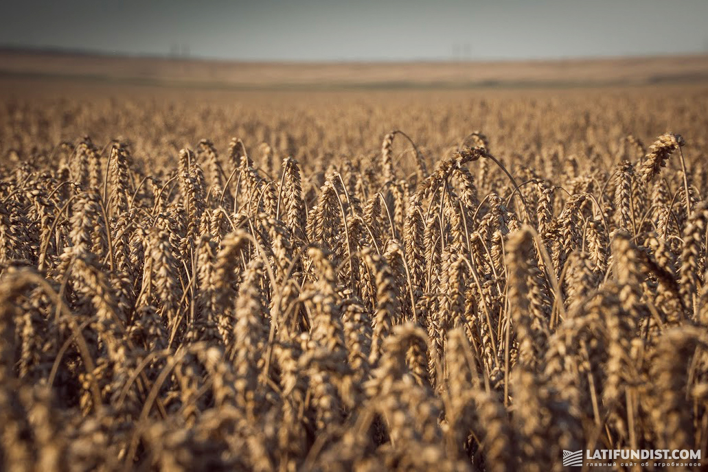 Wheat field in Ukraine