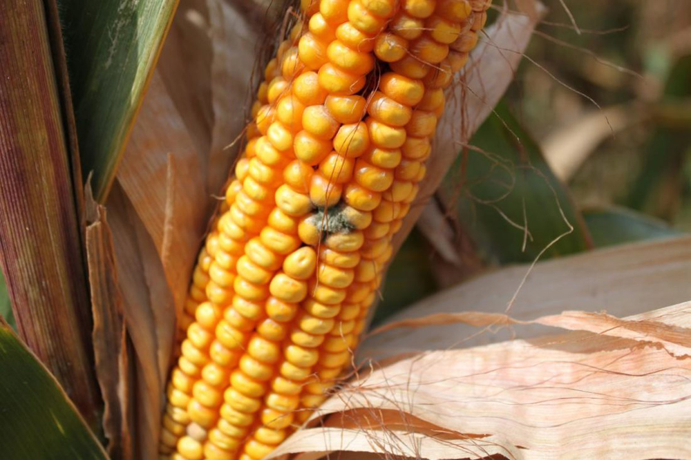 Кукуруза, пораженная афлатоксином