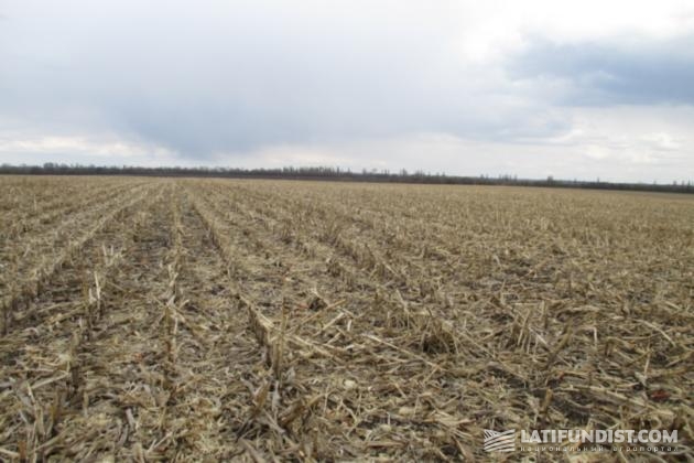 После уборки «КВС 6471» на этом поле планируется проведение глубокого рыхления, после чего будет посеян один из купленных гибридов кукурузы KWS