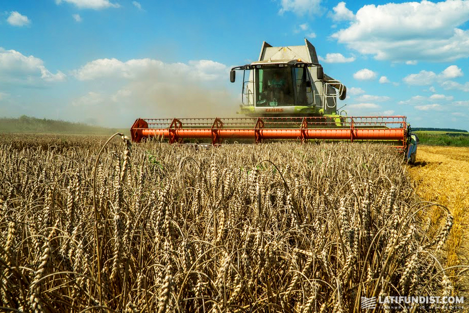 В Украине нет никакого дефицита продовольственной пшеницы