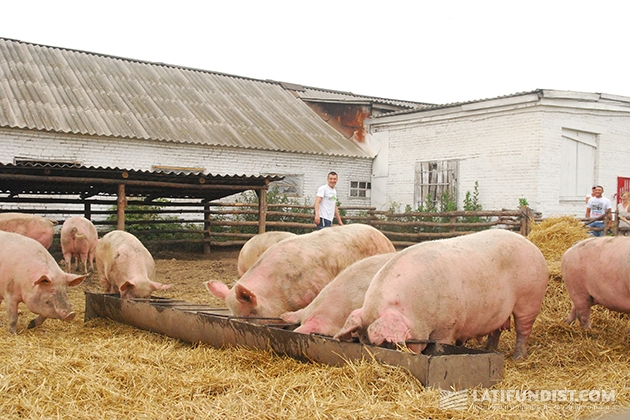 Свиноводческая ферма