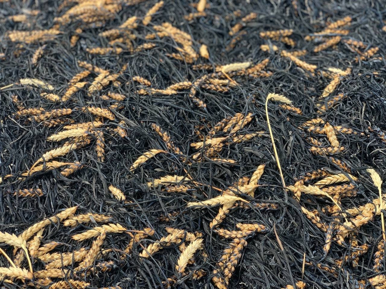 Згоріле поле пшениці після обстрілу окупантами у Донецькій області, липень 2022 року