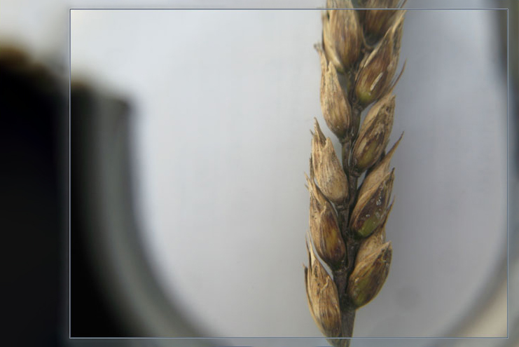 Wheat contaminated with alternaria fungus