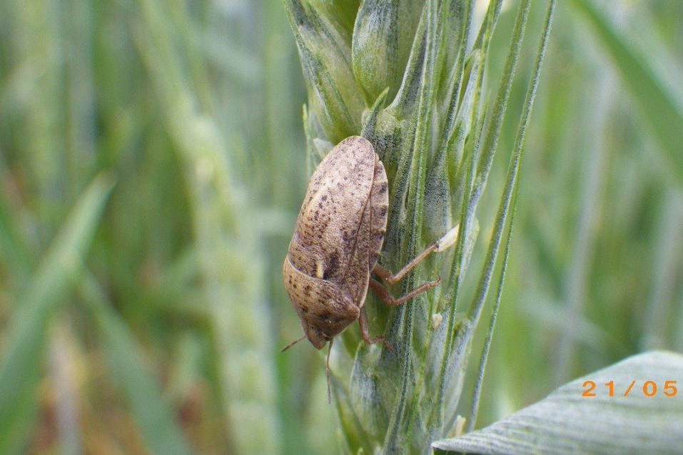 Corn-bug (Eurygaster)