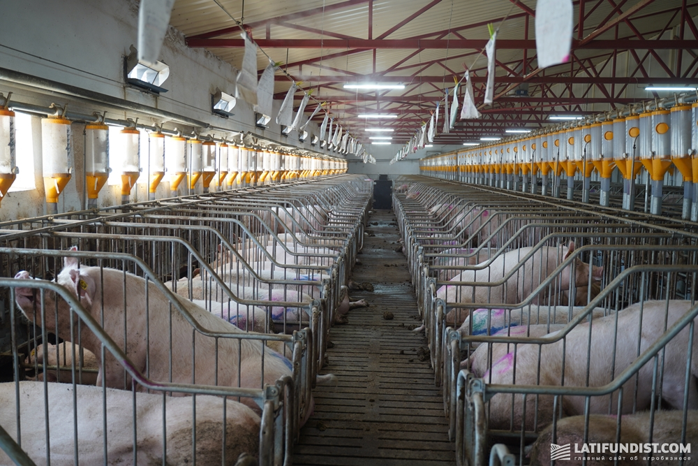 Свиньи на ферме VITAGRO