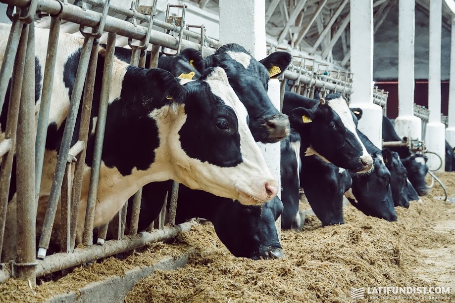 Коровы на молочной ферме