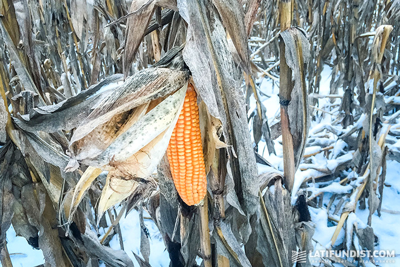 Corn in the snowy field