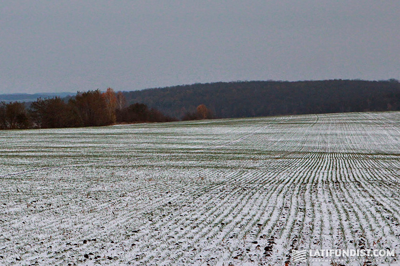 Winter crops