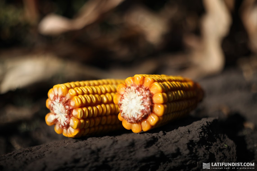 New crop corn