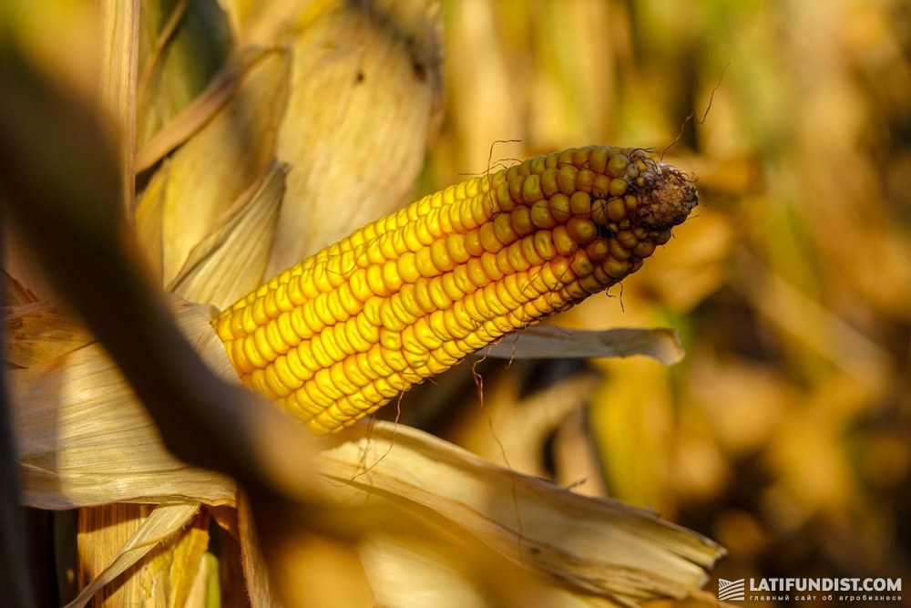 USDA нарисовал Украине чуть ли не рекордный урожай кукурузы — 30 млн