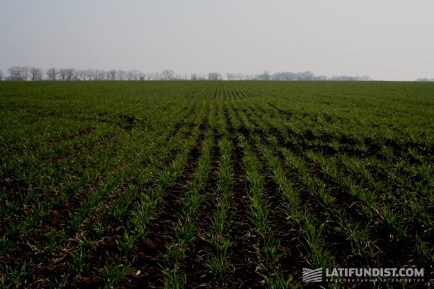 Посевы озимой пшеницы на поле «АгроКо»