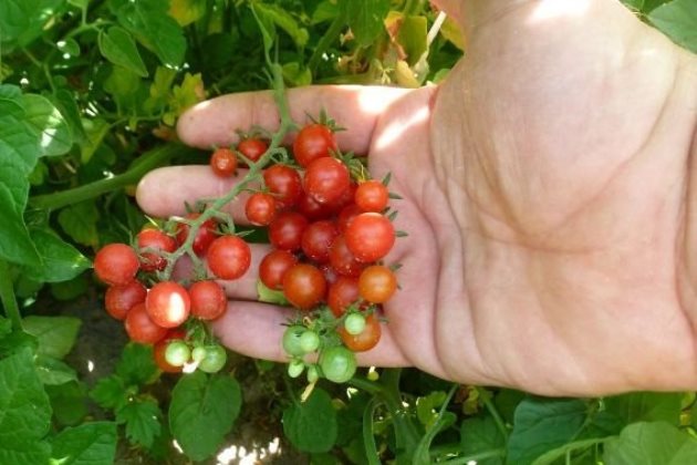 Выращенные самостоятельно дикие помидоры урожайнее мексиканских