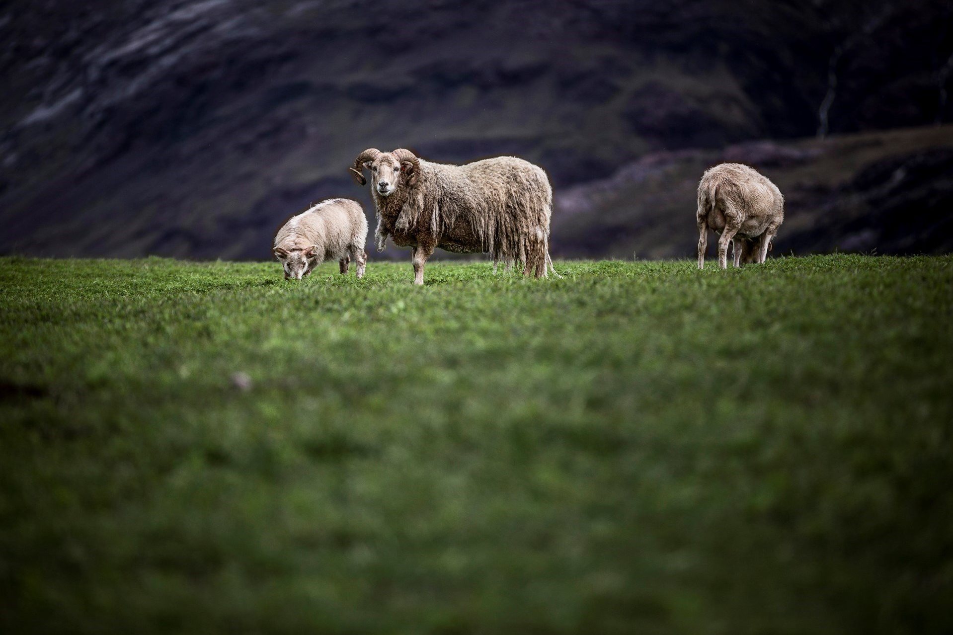 Сельское хозяйство Гренландии основано на овцеводстве, с летним выпасом овец и ягнят