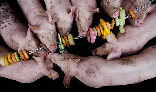 Фермеры вынуждены дарить свиньям игрушки из-за запрета на купирование хвостов, принятого в Северной Европе