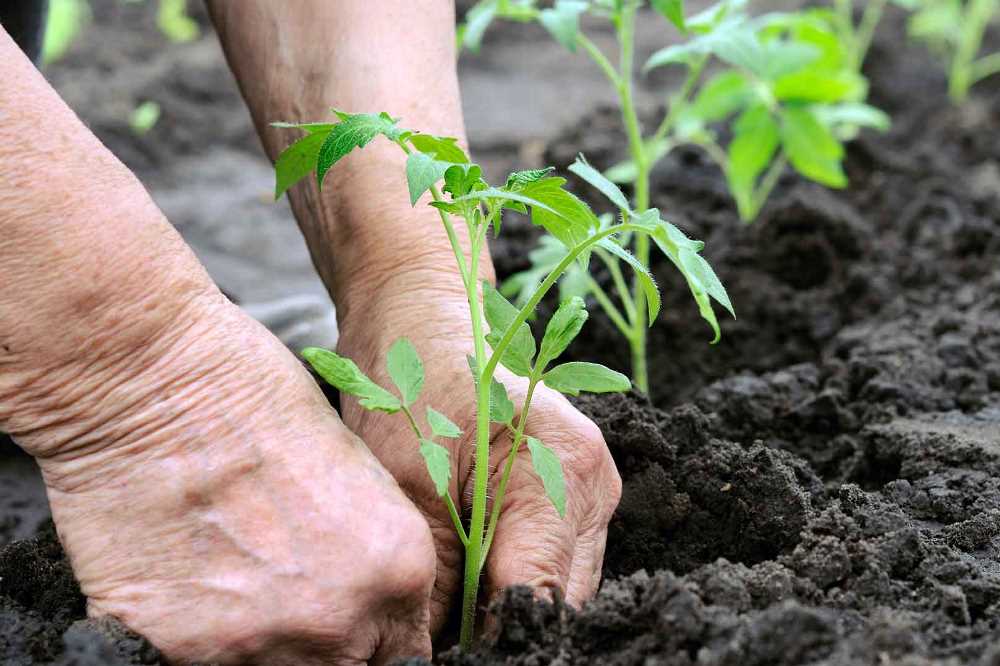 Ukrainians associate with organic everything we grow on our balconies, in our gardens, households or small farms