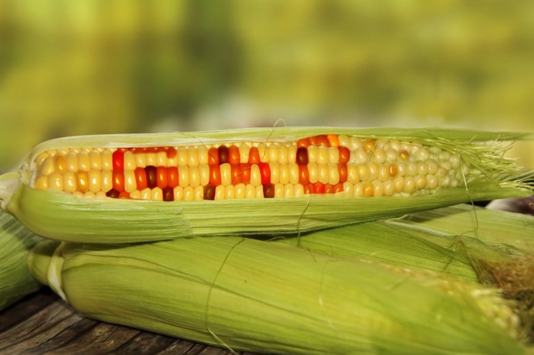 By and large, Ukrainians have a strong aversion to GMO products