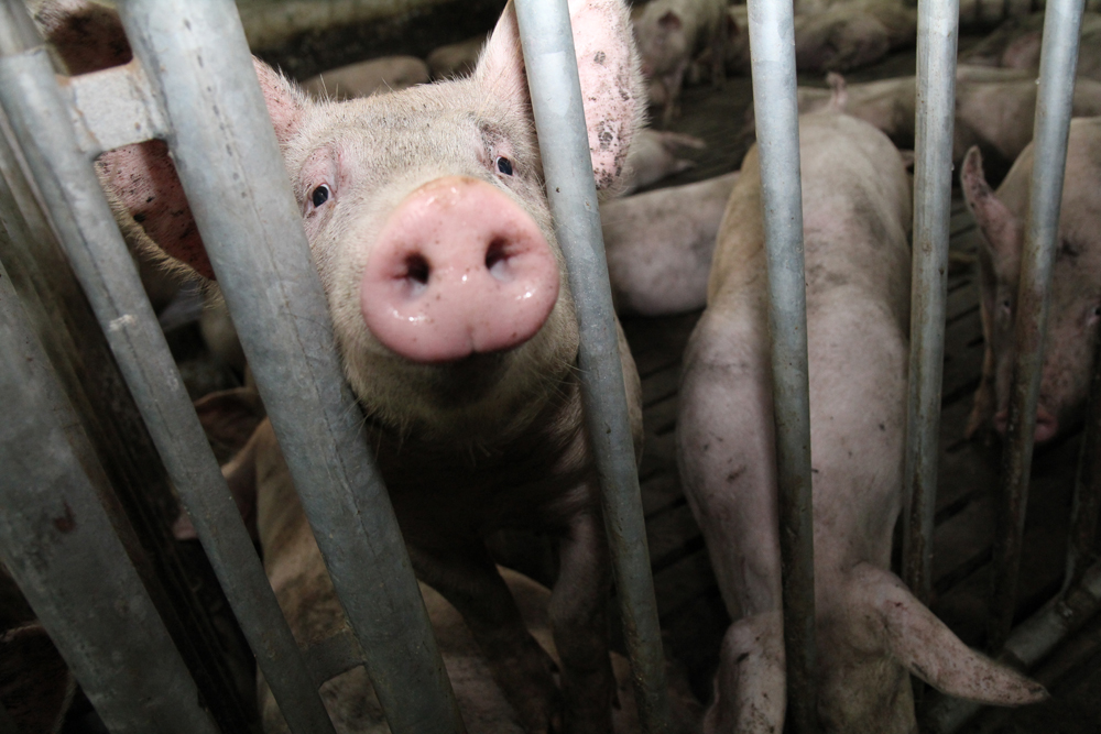 «Вариант Агро Строй» предлагает оборудование для свиноферм