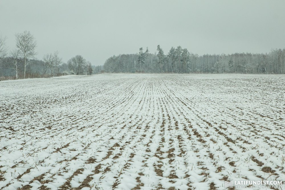 Снег на поле