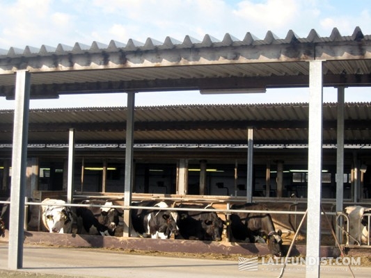 Содержание коров на немецкой молочной ферме