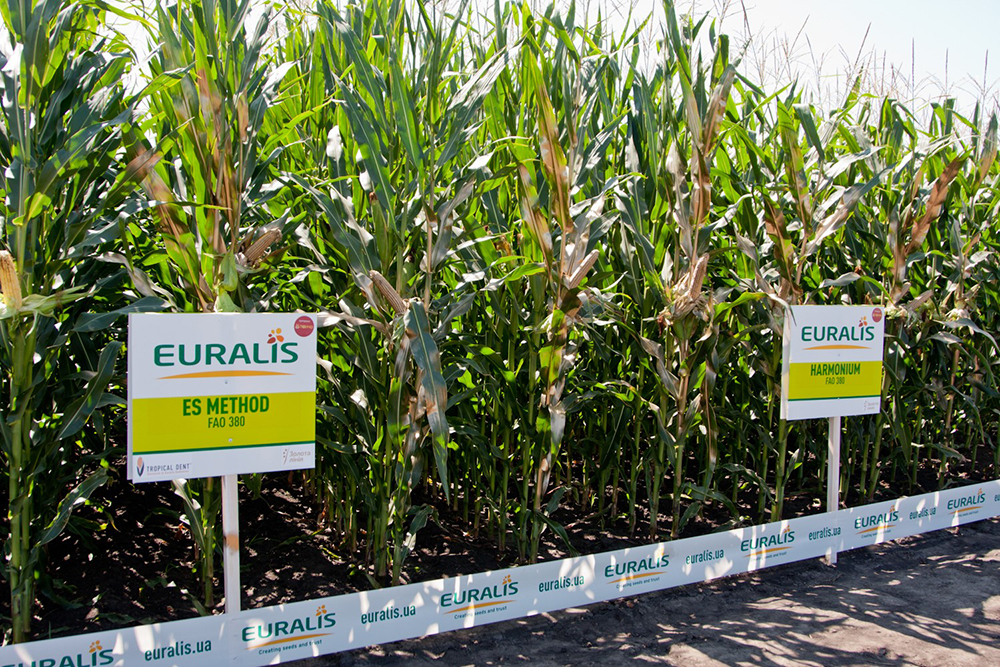 Демонстрационные посевы кукурузы Euralis