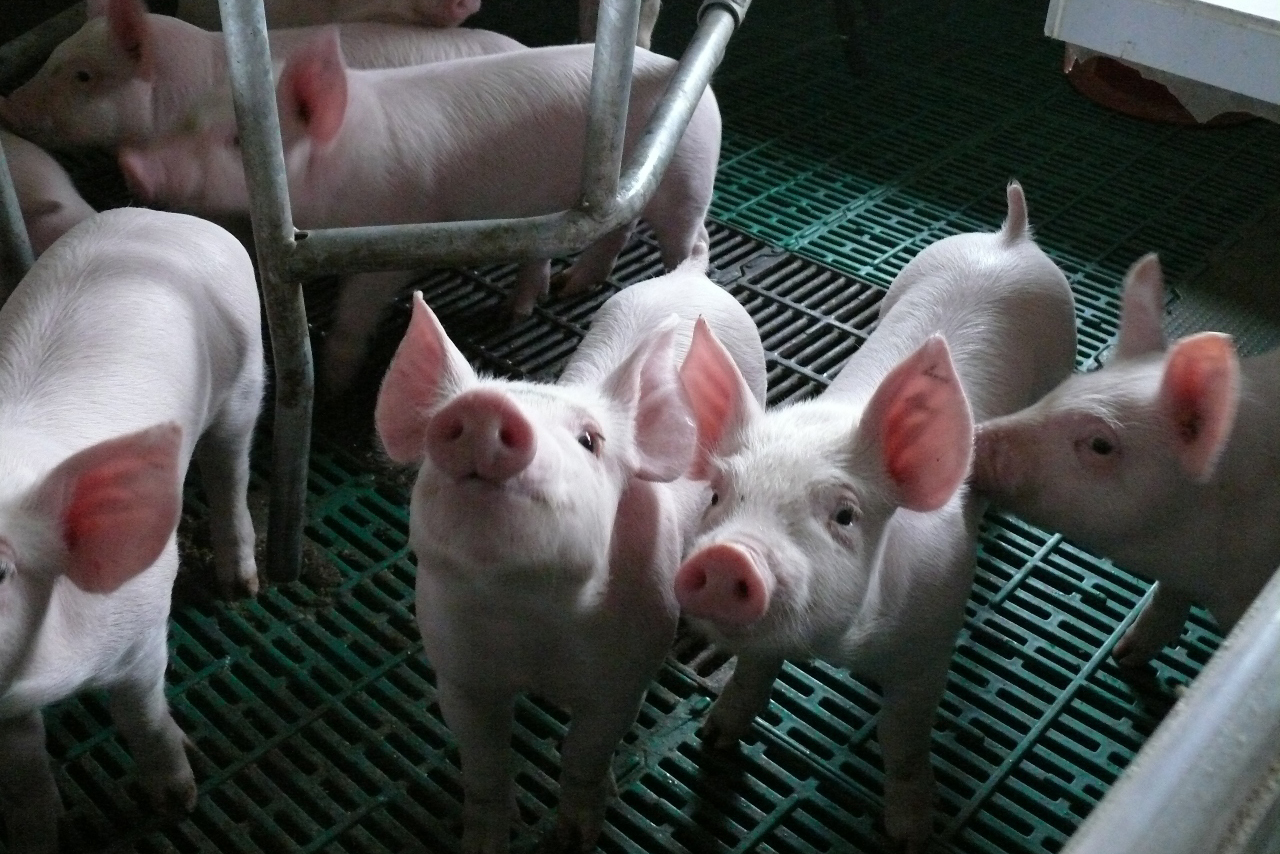 The piglets of the Agroprime Holding