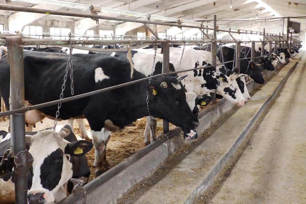 Dairy cows of the Agroset company