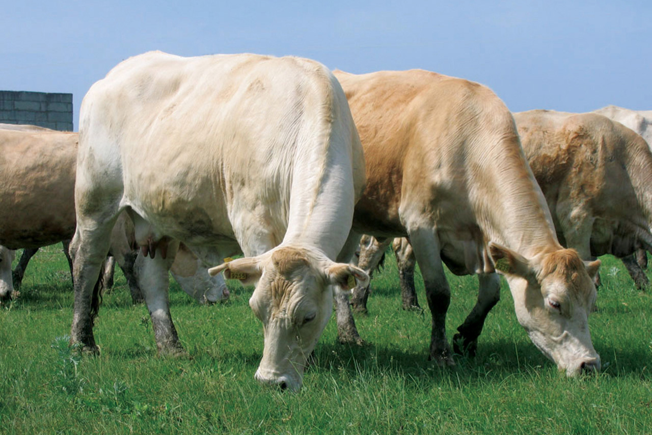 The cows of the Polissya meat breed