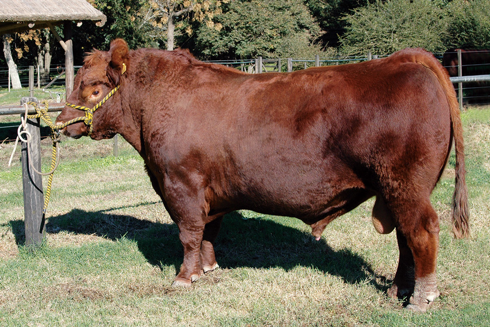 A bull of the Limousine breed