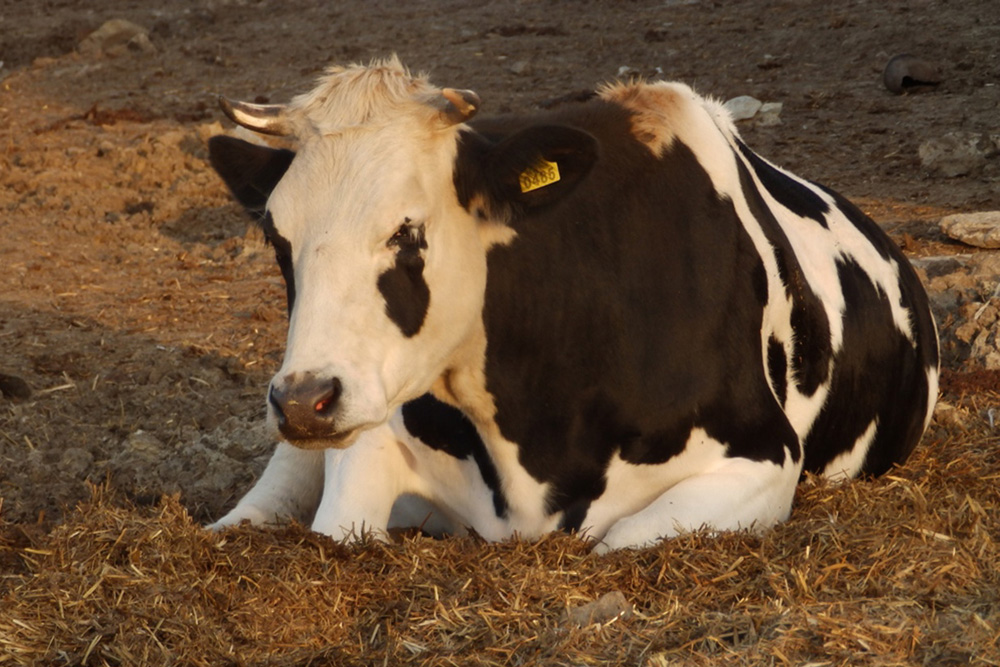 A cow of the Black Pied breed