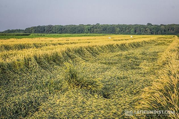 Wheat field