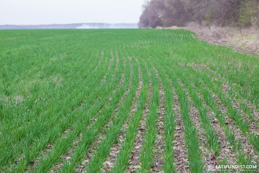 Поле озимой пшеницы компании Ukrlandfarming