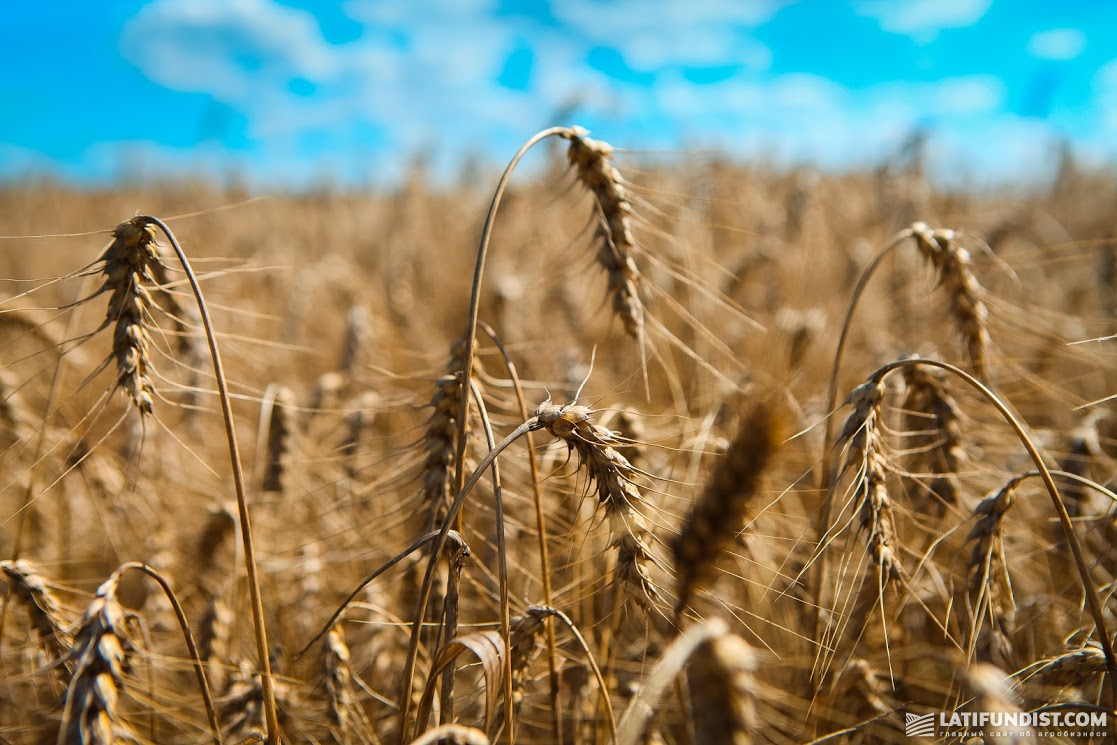 Исторически так сложилось, что всю законтрактованную пшеницу мы продаём «Аграрному фонду»