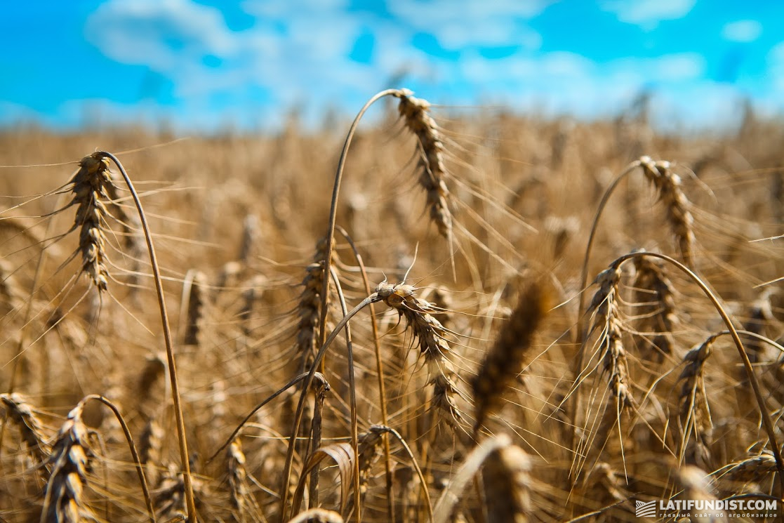 We have had a long history of successful transactions with the Agrarian Fund company, so we sell all the contracted wheat to them