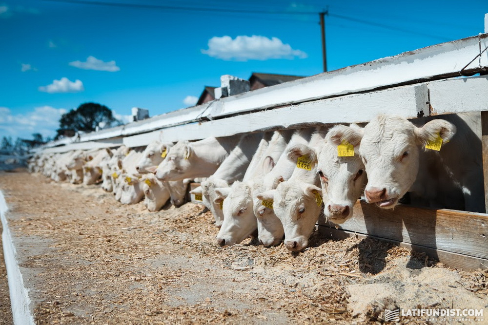 The UkrLandFarming agroholding develops cattle breeding