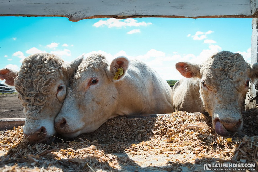 Коровы агрохолдинга UkrLandFarming