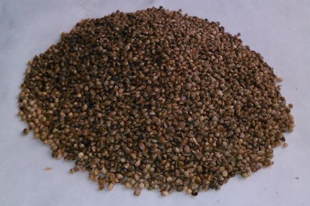 Hemp seeds