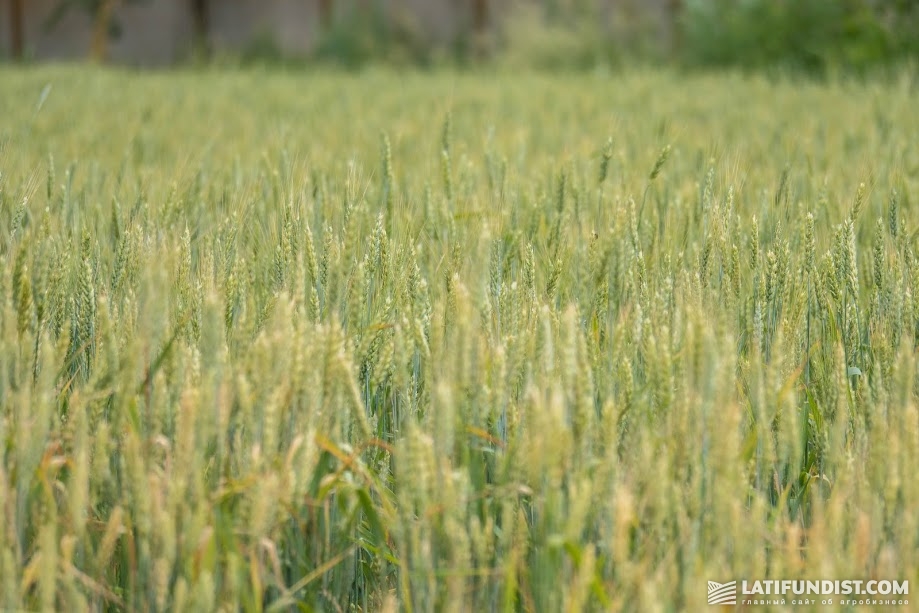 Посевы озимой пшеницы