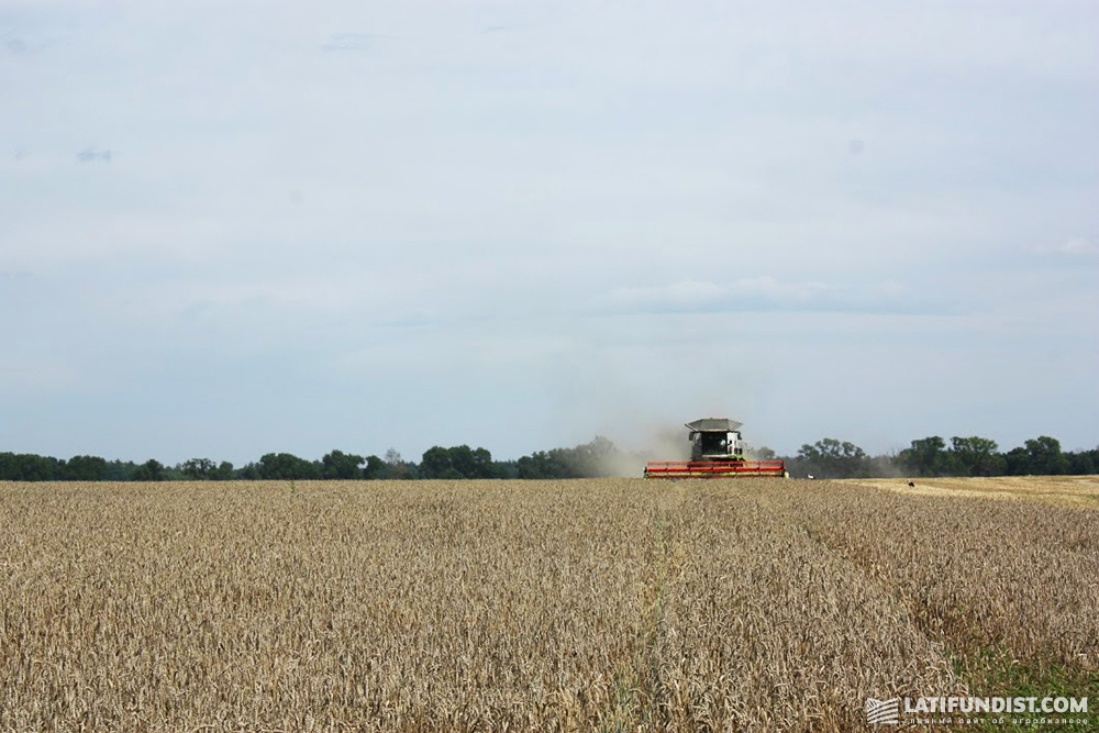 ROSTOK-HOLDING wheat field in Sumy region
