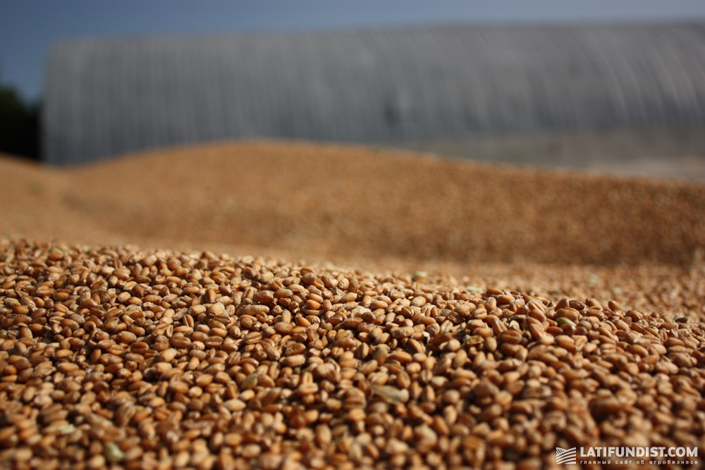 Зерно пшеницы на складе
