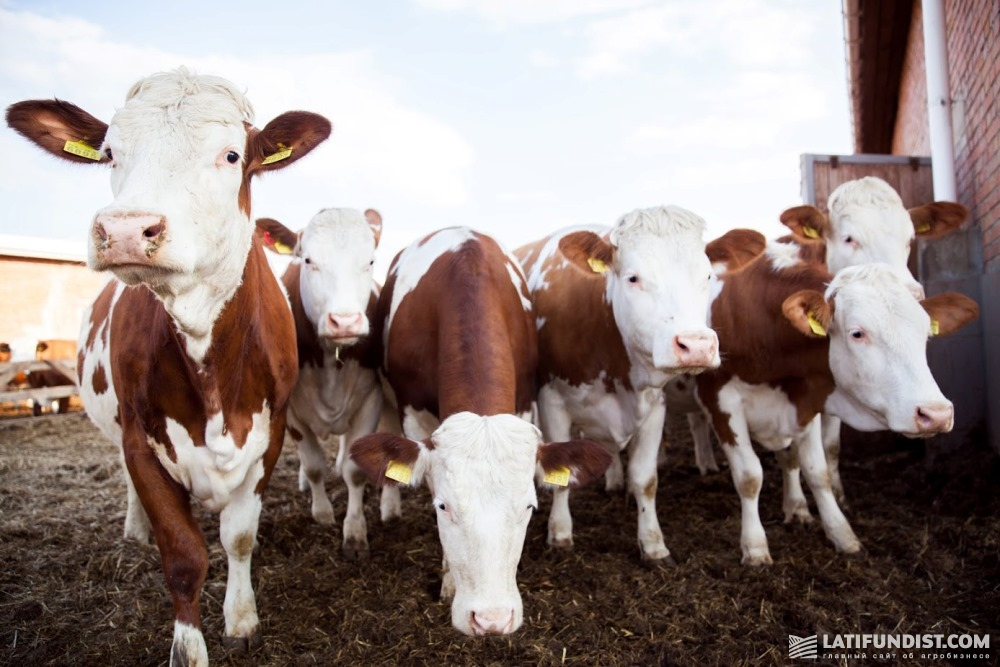 Коровы симментальской породы на ферме предприятия «Галекс-Агро»