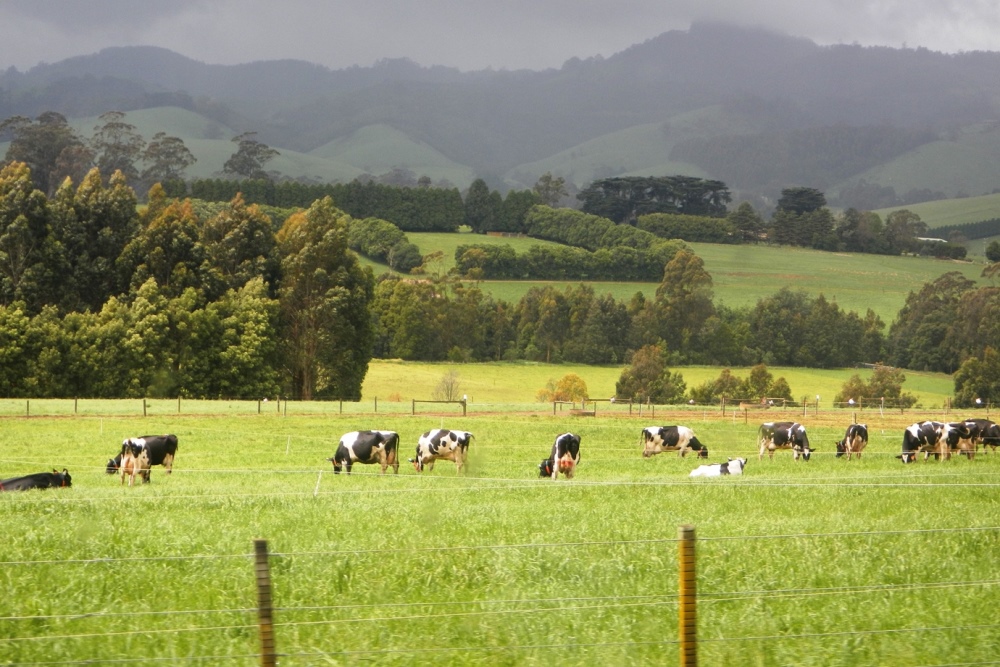 Cows in Australian fields