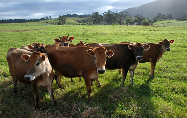 Коровы на полях Австралии