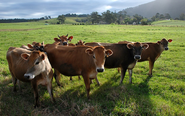 Cows in the Australian fields