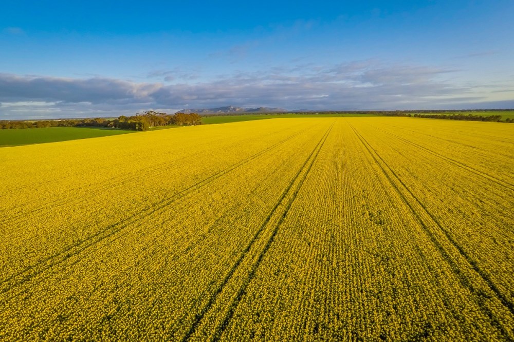 Rapeseed fields in the State of Victoria, Australia